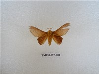 藏品(後鋸枯葉蛾)的圖片